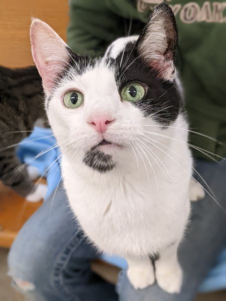 Enlarge David, a Adoptable Domestic Short Hair in Tilton, IL image 2/4