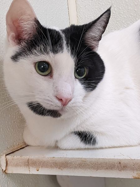 Enlarge David, a Adoptable Domestic Short Hair in Tilton, IL image 4/4