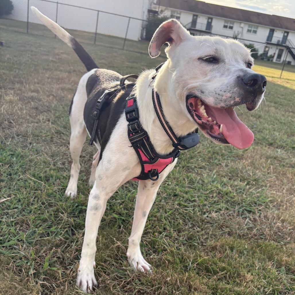 Enlarge Valentino, a Adoptable Mixed Breed in Huntsville, AL image 1/6