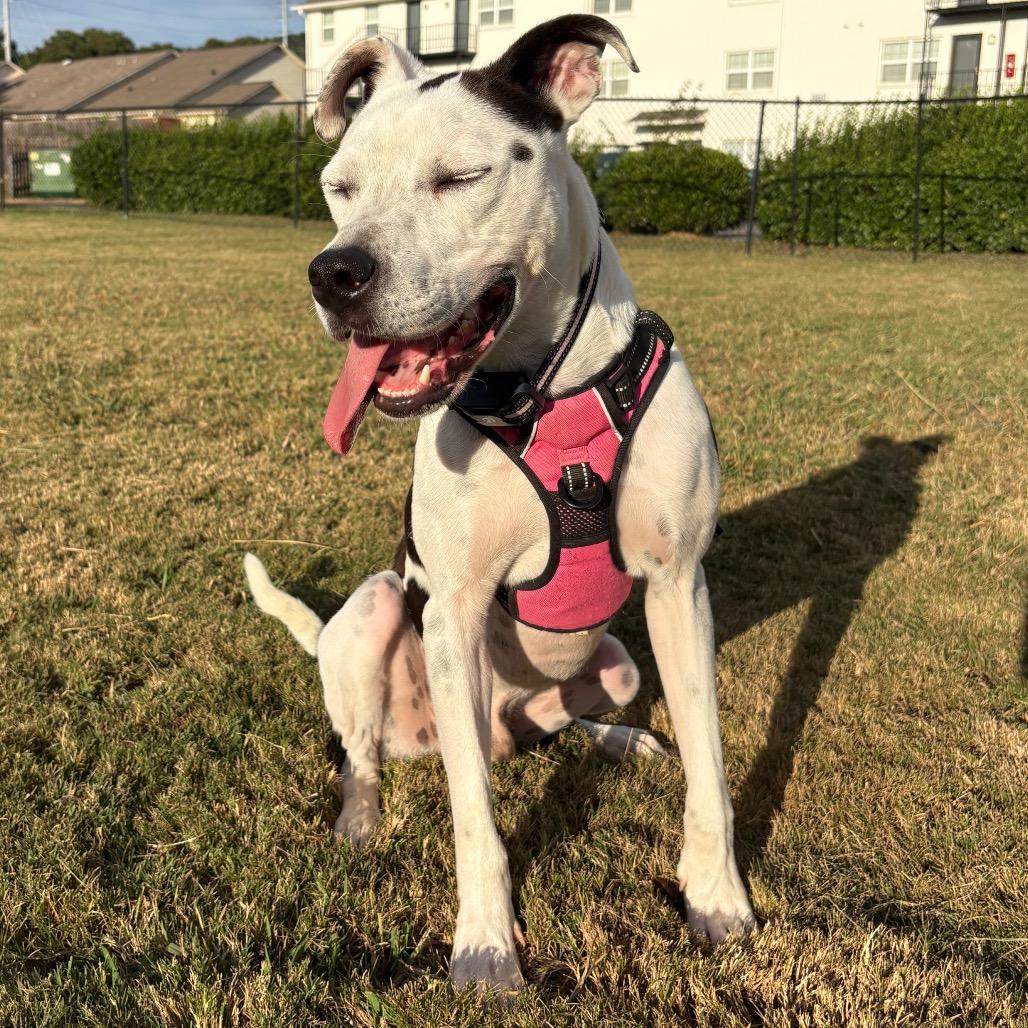 Enlarge Valentino, a Adoptable Mixed Breed in Huntsville, AL image 2/6
