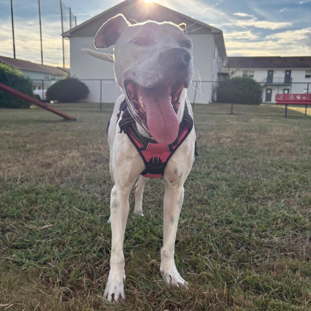 Enlarge Valentino, a Adoptable Mixed Breed in Huntsville, AL image 3/6