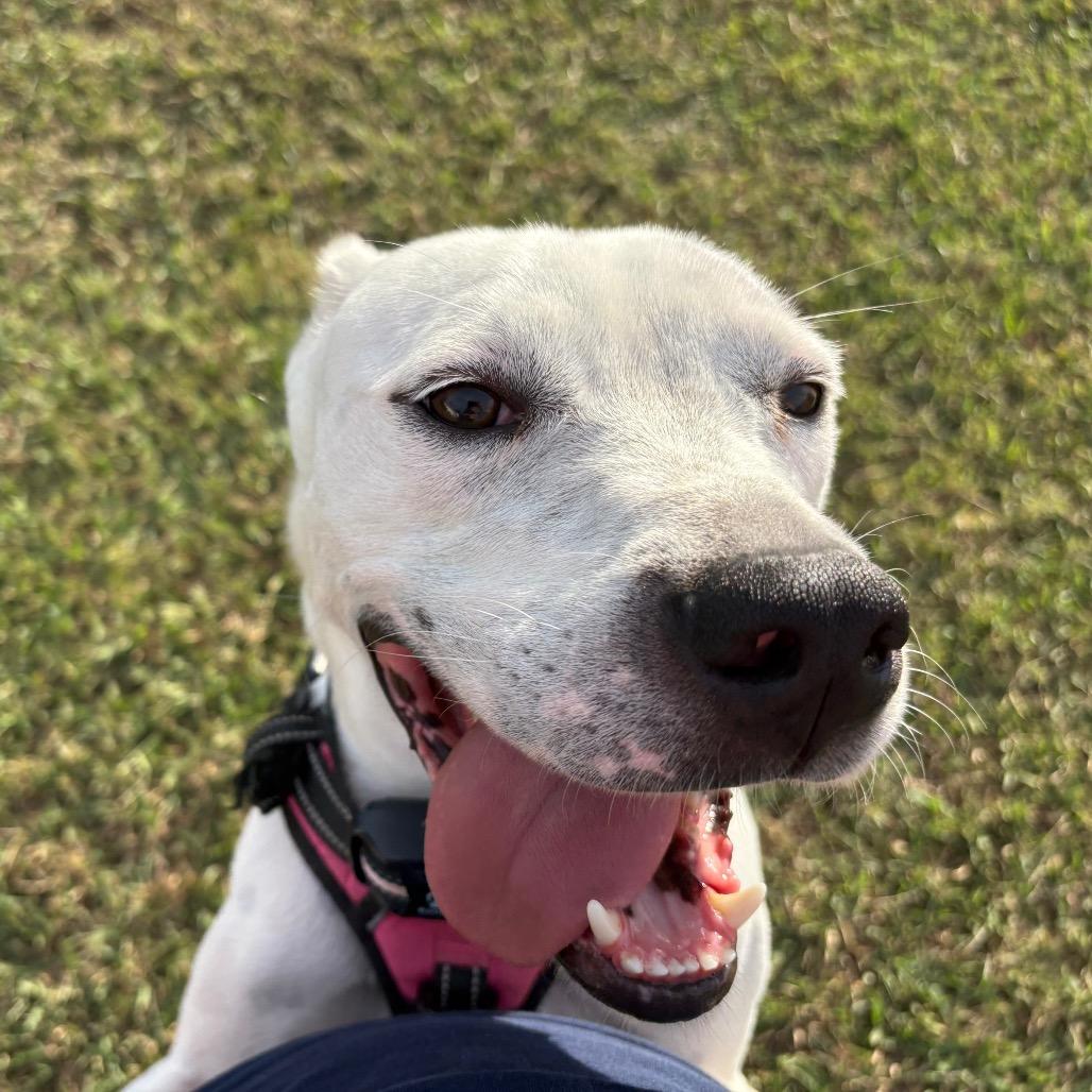 Enlarge Valentino, a Adoptable Mixed Breed in Huntsville, AL image 4/6