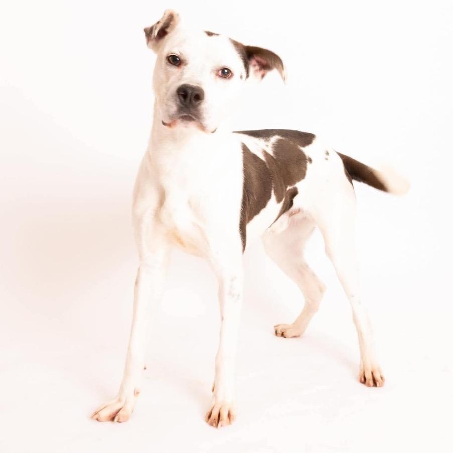 Enlarge Valentino, a Adoptable Mixed Breed in Huntsville, AL image 5/6