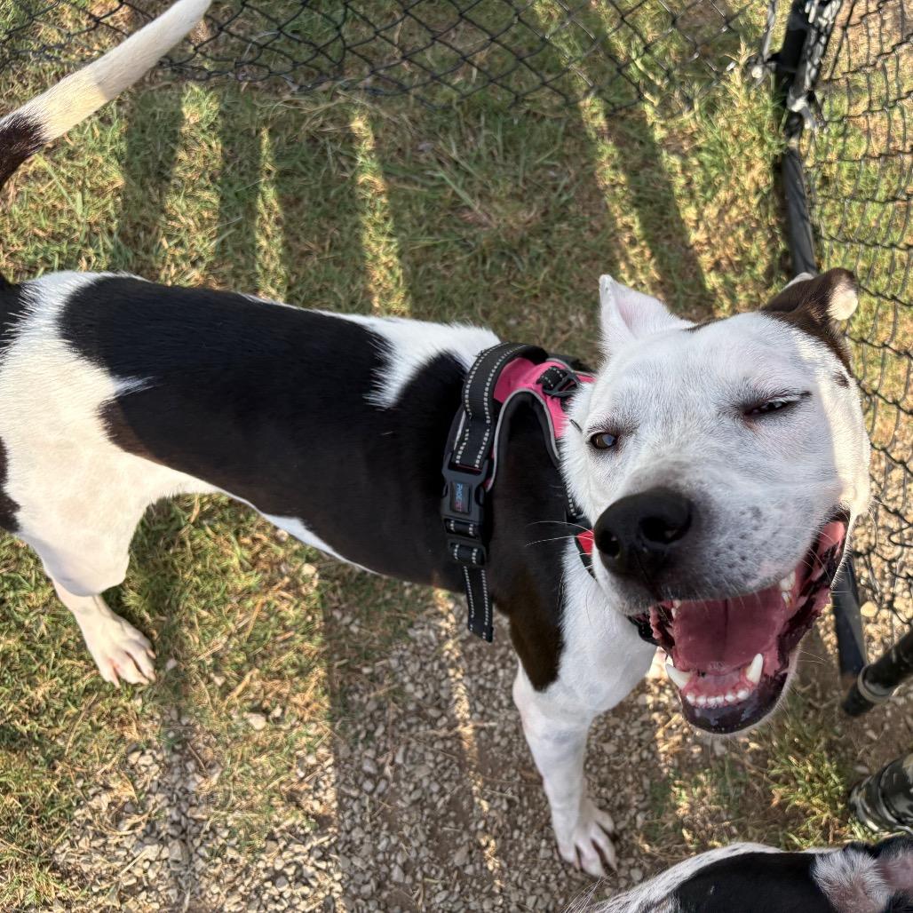 Enlarge Valentino, a Adoptable Mixed Breed in Huntsville, AL image 6/6