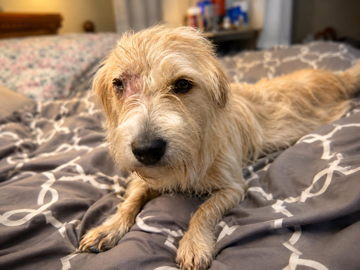 Winn Dixie, ADOPTABLE, Young Female Wirehaired Dachshund.