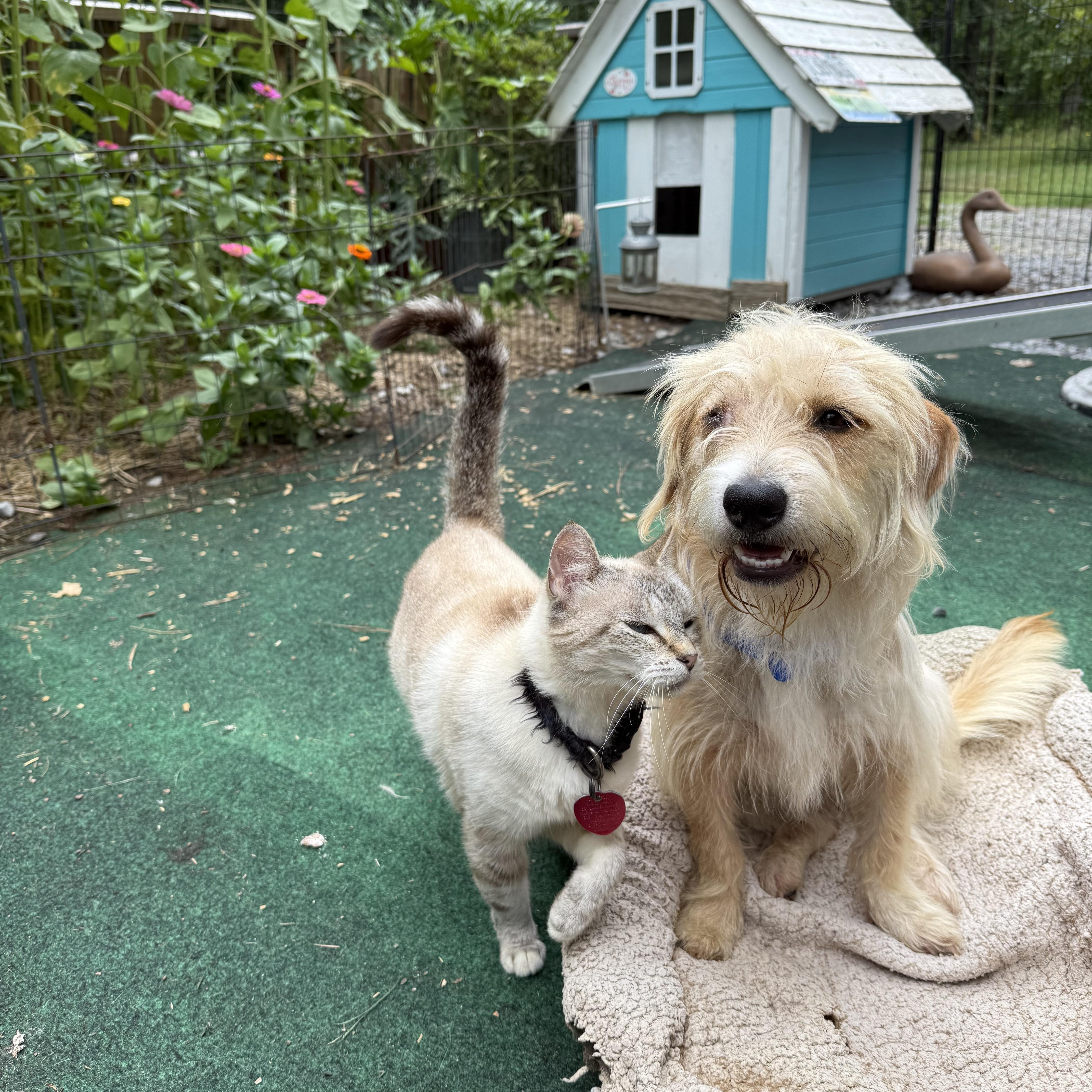 Enlarge Winn Dixie, a ADOPTABLE mixed breed in Gadsden, AL image 1/4