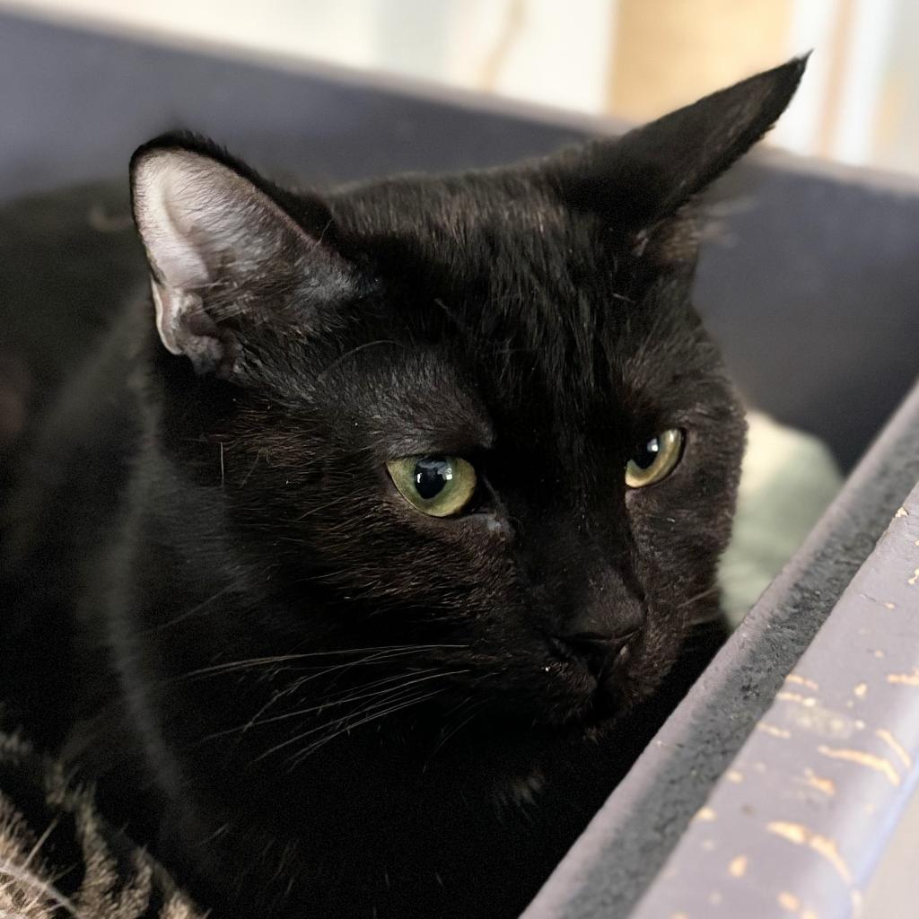 Pasha, a Adoptable Domestic Short Hair in Brighton, MO image 1/5