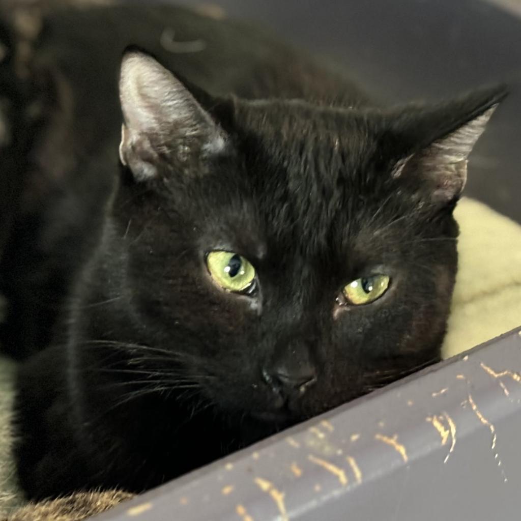 Pasha, a Adoptable Domestic Short Hair in Brighton, MO image 2/5