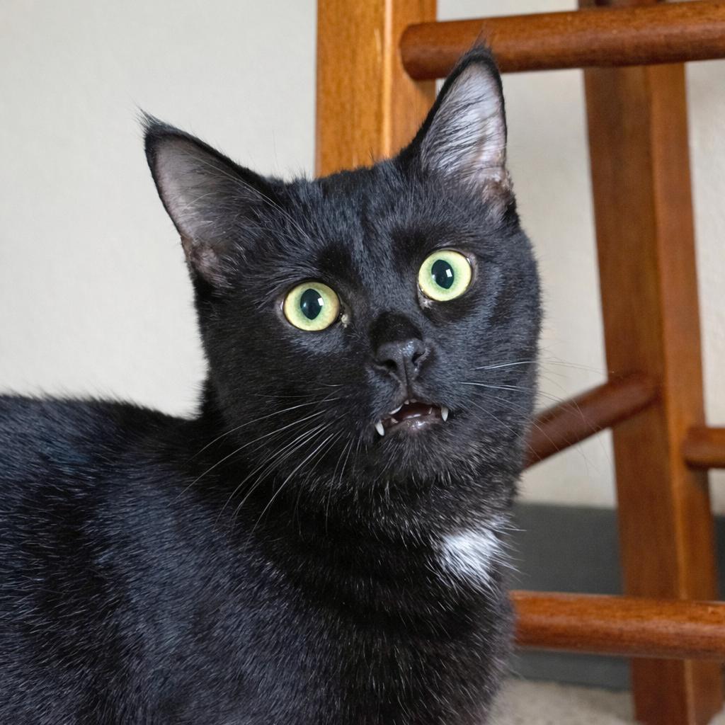 Pasha, Adoptable, Adult Male Domestic Short Hair.