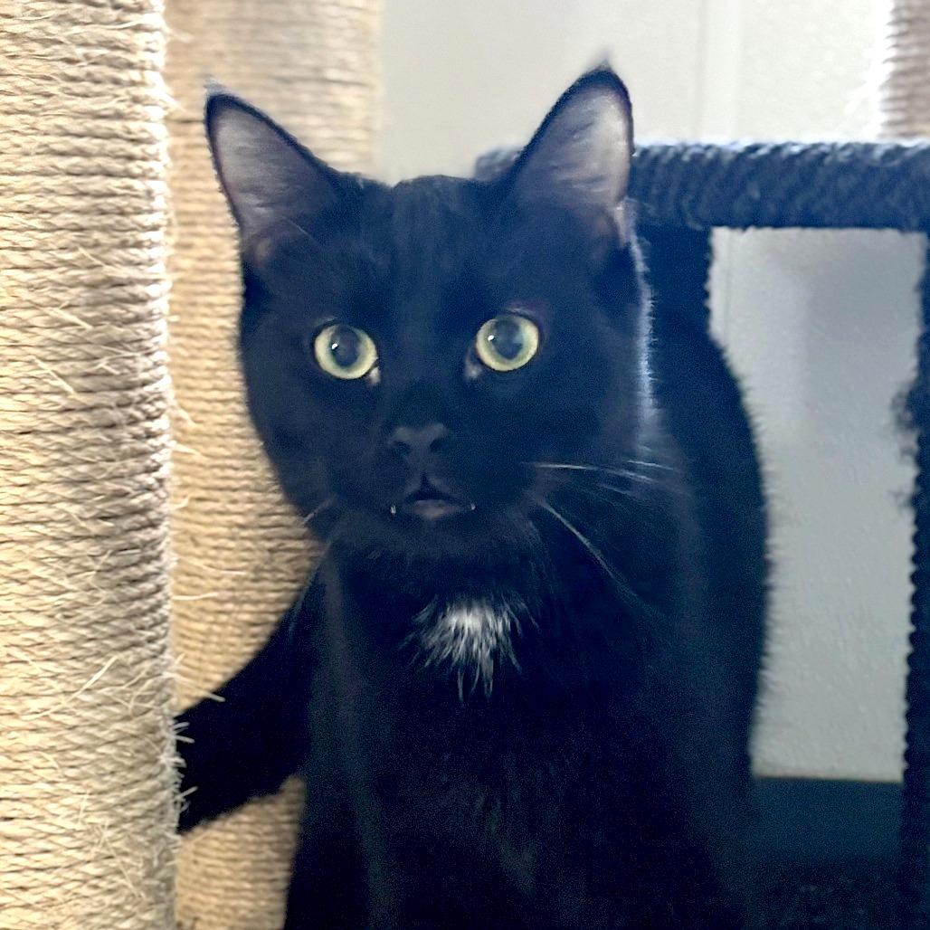 Pasha, a Adoptable Domestic Short Hair in Brighton, MO image 2/3