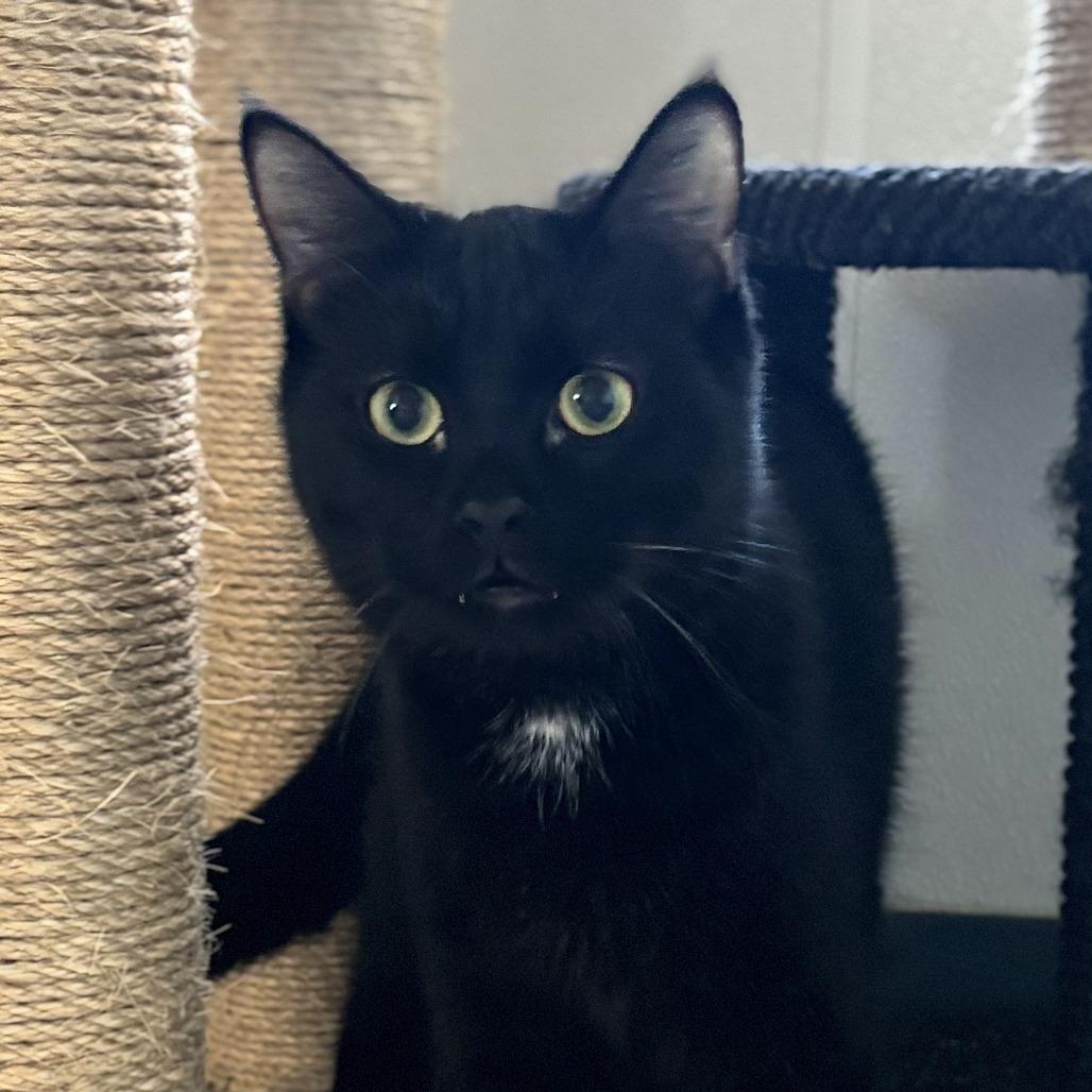 Pasha, Adoptable, Adult Male Domestic Short Hair.