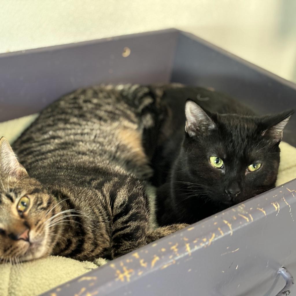 Pasha, a Adoptable Domestic Short Hair in Brighton, MO image 5/5