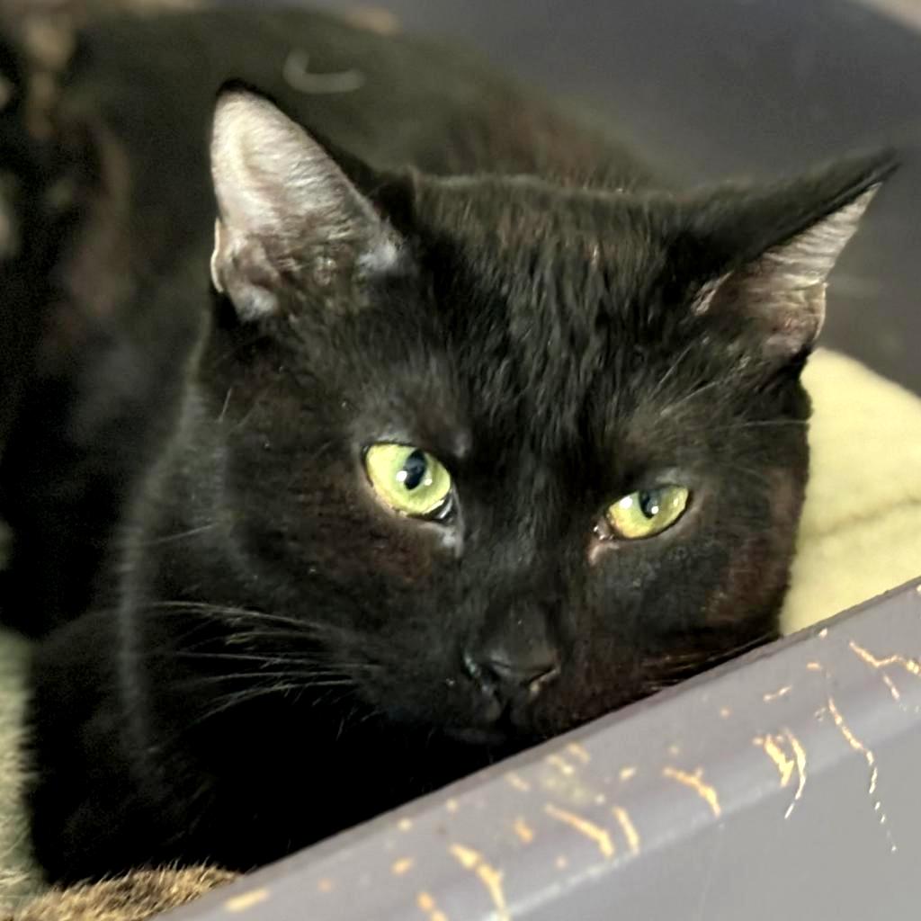 Pasha, a Adoptable Domestic Short Hair in Brighton, MO image 3/3