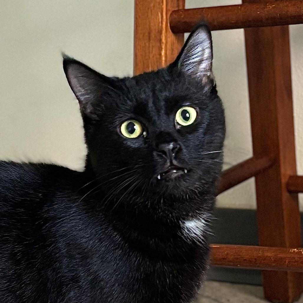 Pasha, a Adoptable Domestic Short Hair in Brighton, MO image 5/5