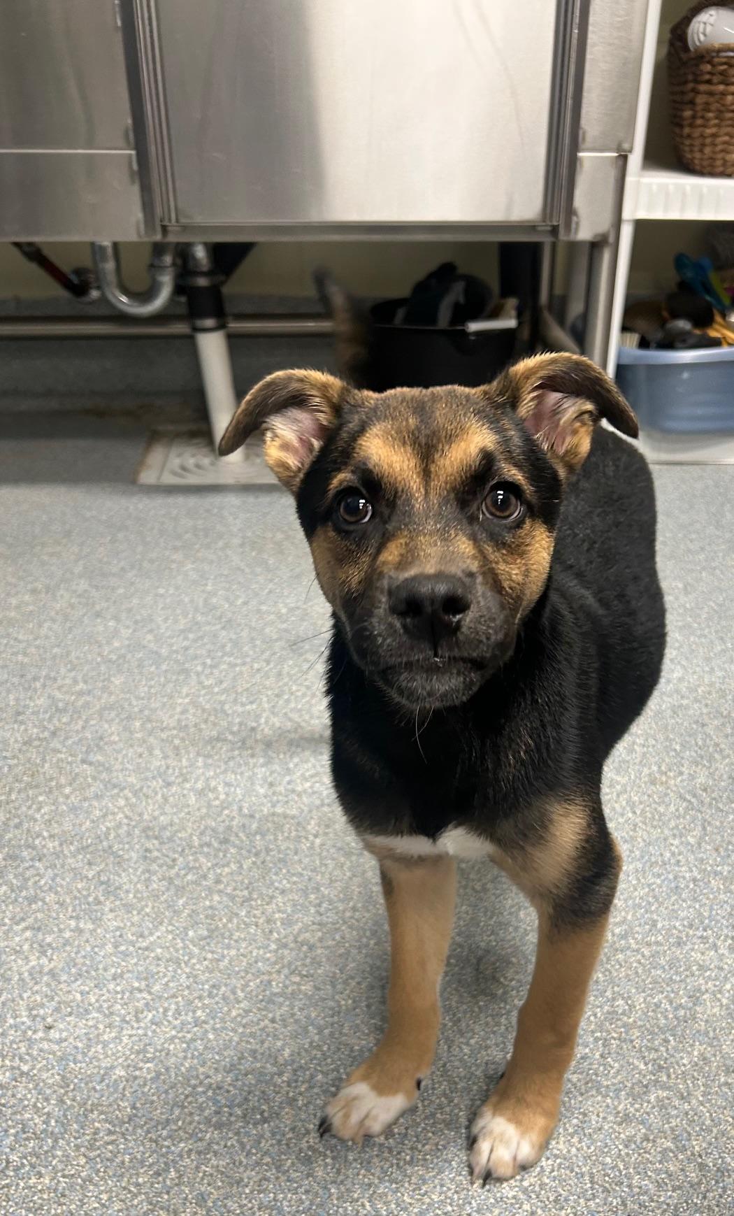 Enlarge Ronny, a ADOPTABLE mixed breed in St. Joseph, MI image 1/1