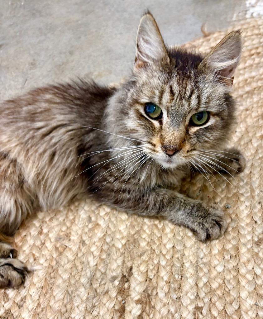 Enlarge Charlie, a Adoptable mixed breed in Napa, CA image 1/1