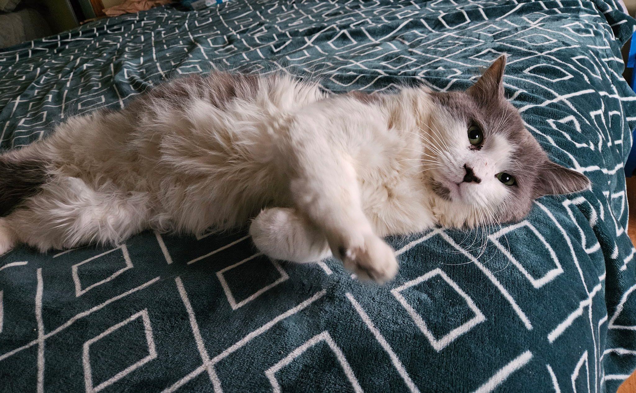 Enlarge Arlo, a Adopted Domestic Long Hair in Cheshire, CT image 1/3