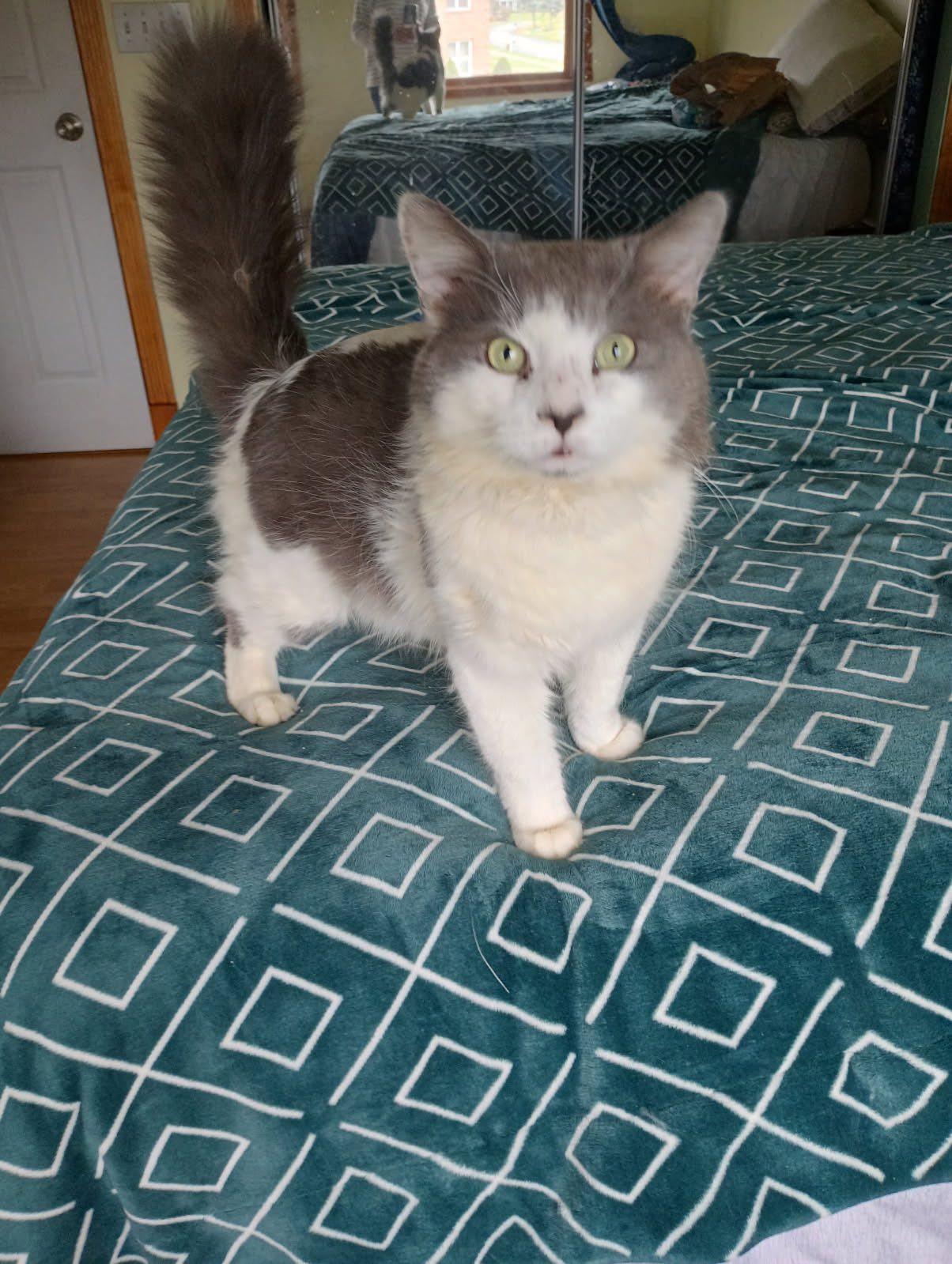 Enlarge Arlo, a Adopted Domestic Long Hair in Cheshire, CT image 2/3