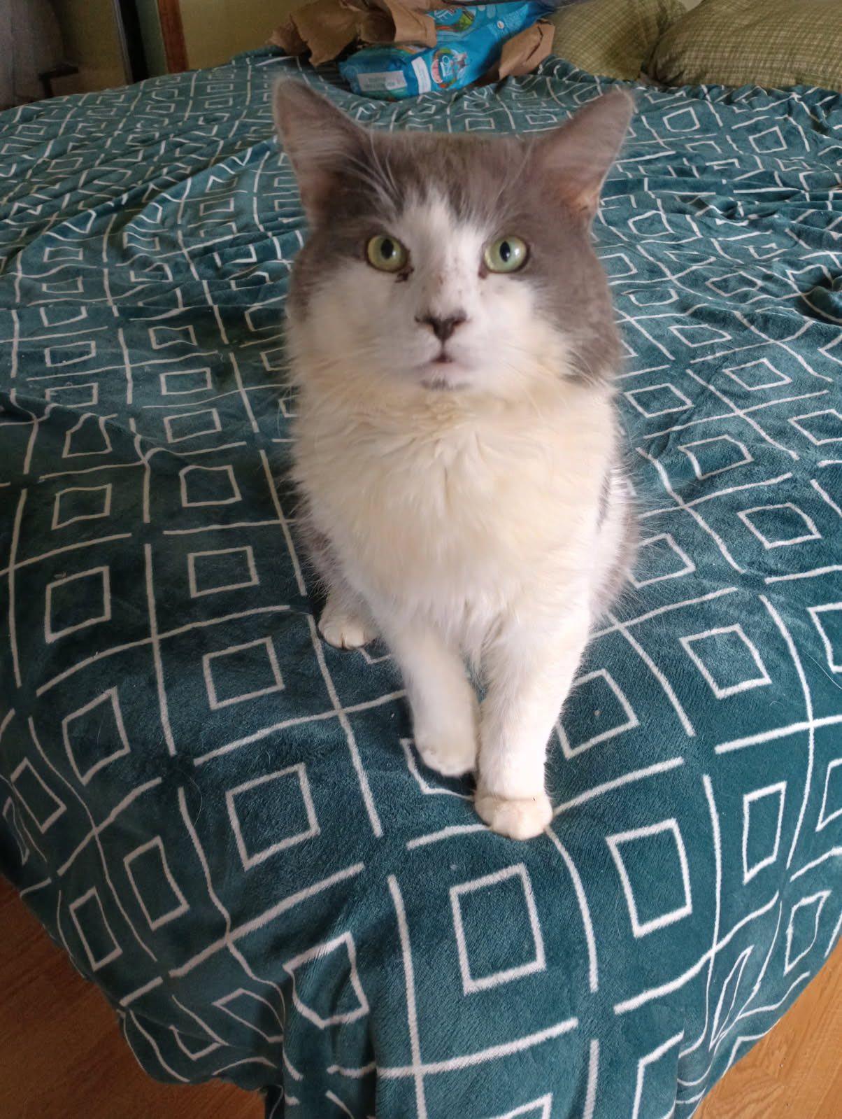 Enlarge Arlo, a Adopted Domestic Long Hair in Cheshire, CT image 3/3