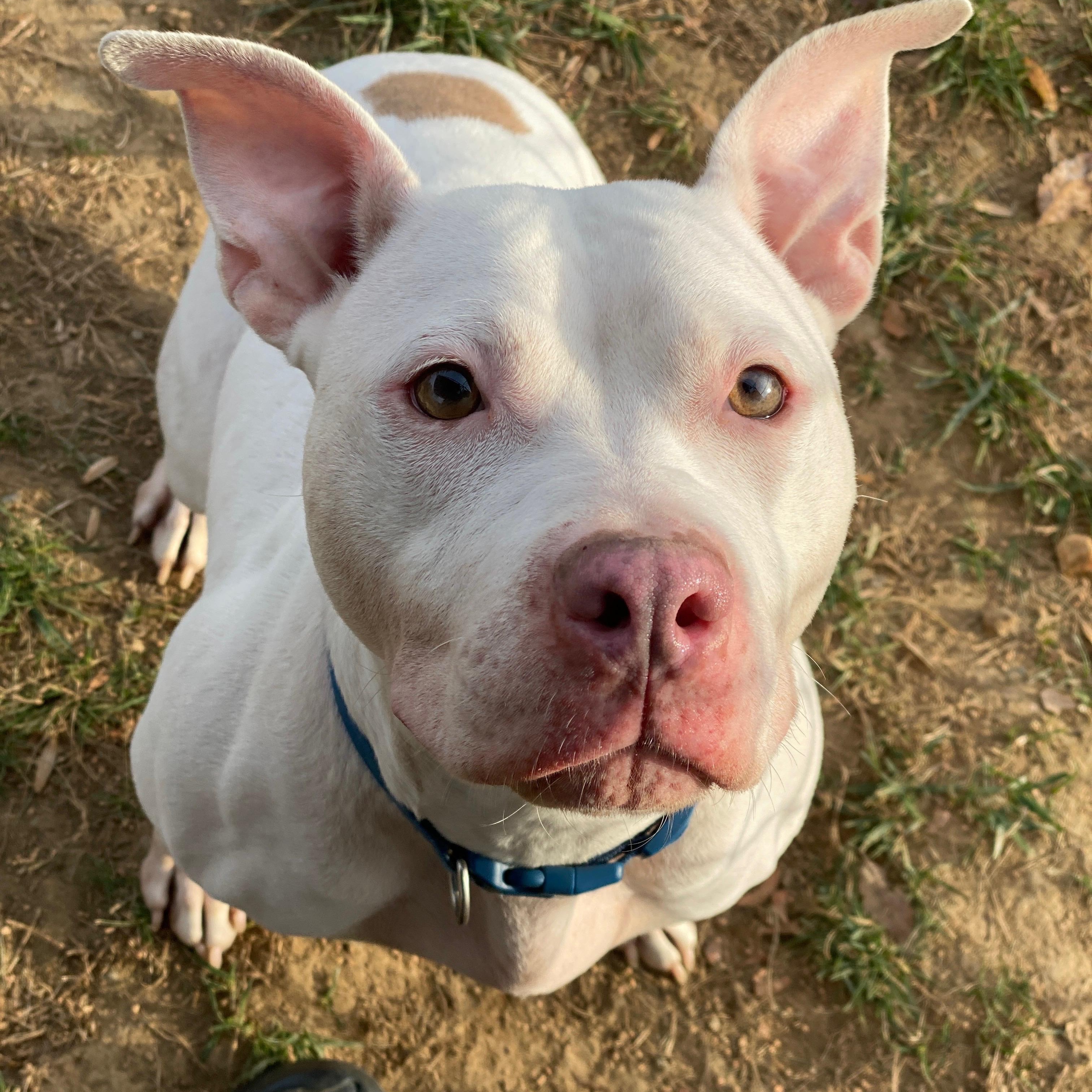 Sugar (ID 49080/3744)