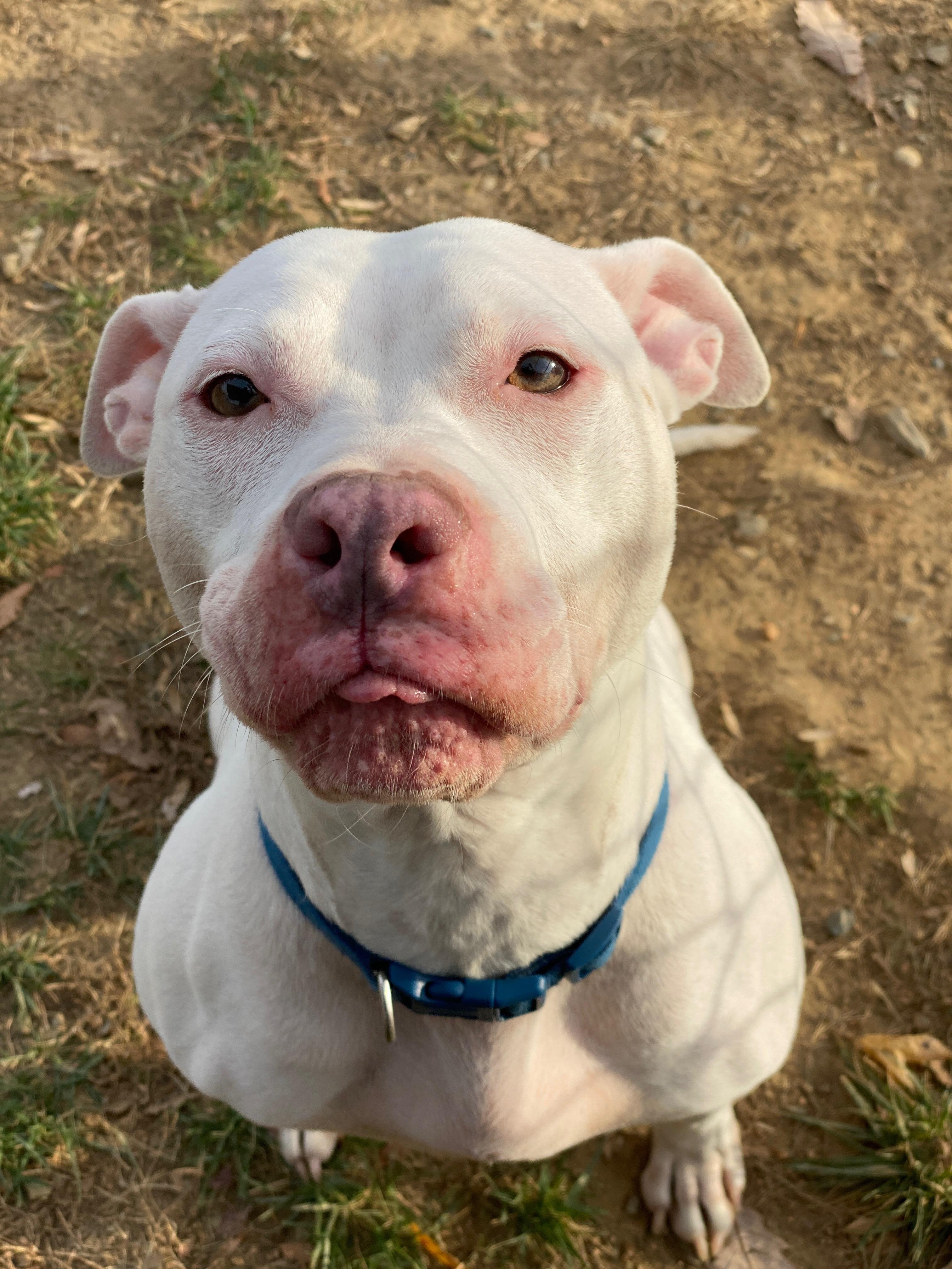 Sugar (ID 49080/3744)