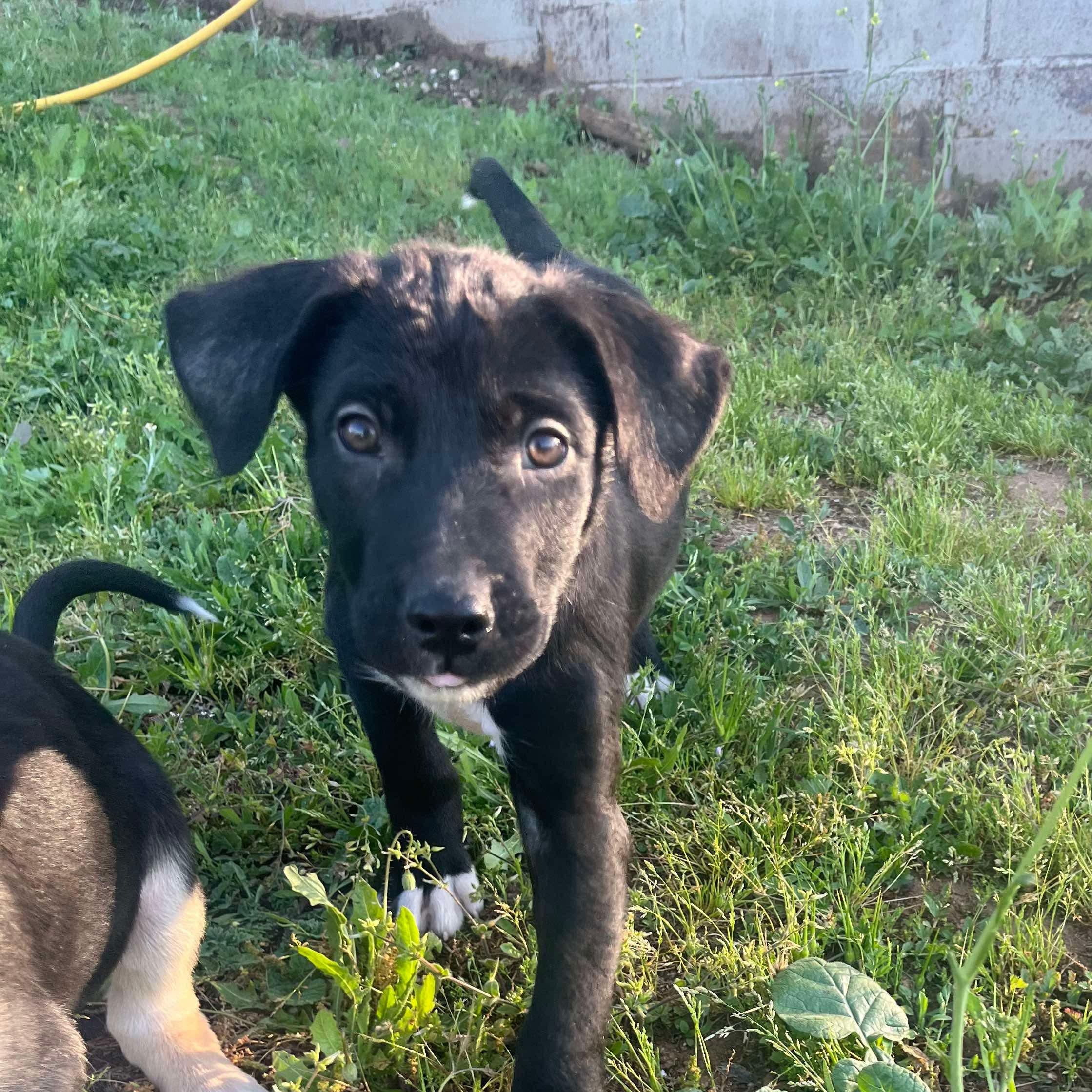 Finn