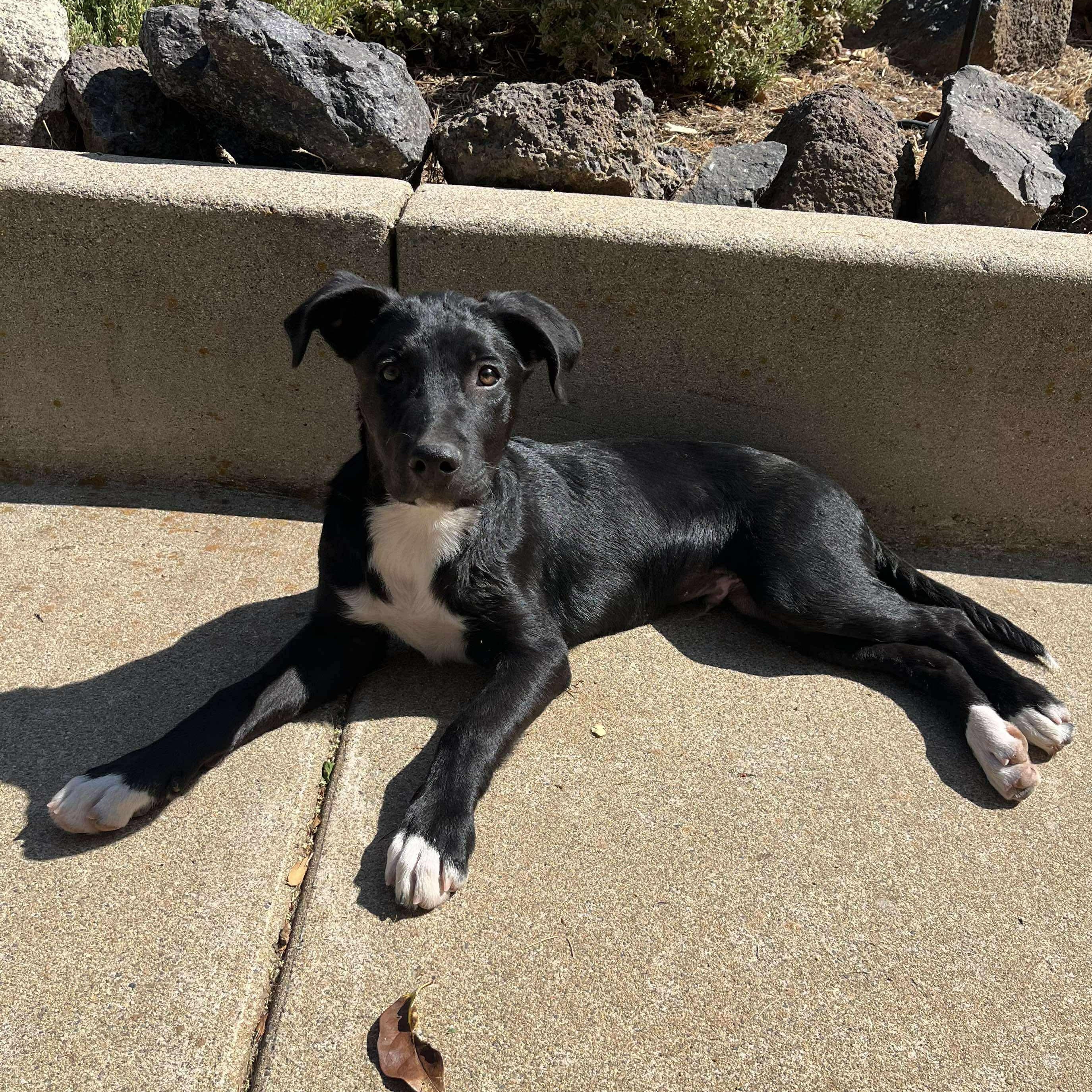 Finn