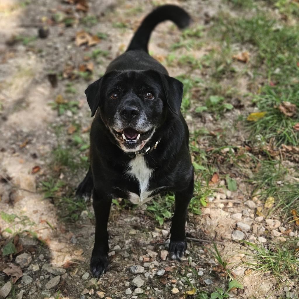 Bailey, Adoptable, Senior Male Black Labrador Retriever.