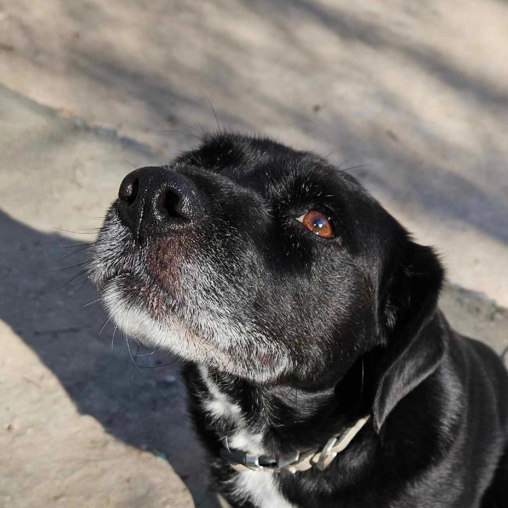 Enlarge Bailey, a Adoptable Black Labrador Retriever in Springfield, MO image 1/6