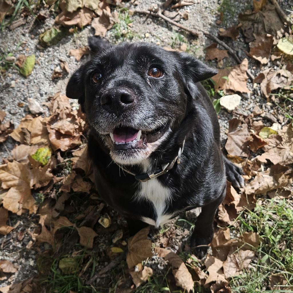 Bailey, Adoptable, Senior Male Black Labrador Retriever.
