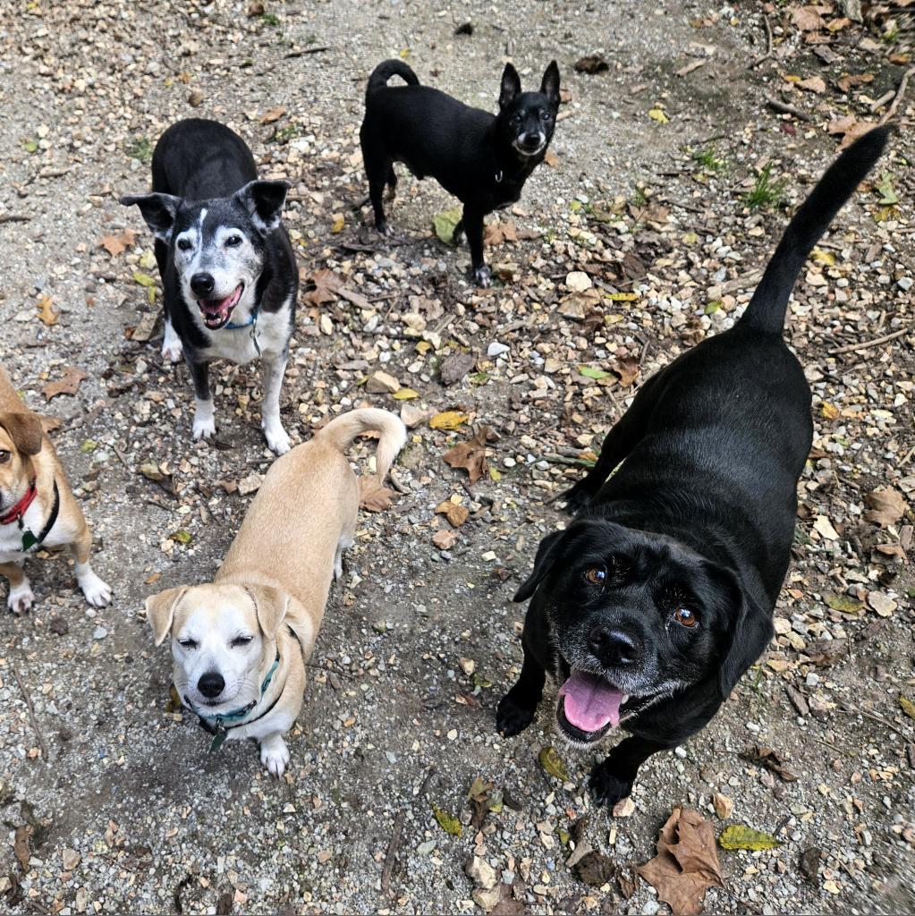 Enlarge Bailey, a Adoptable Black Labrador Retriever in Springfield, MO image 3/6