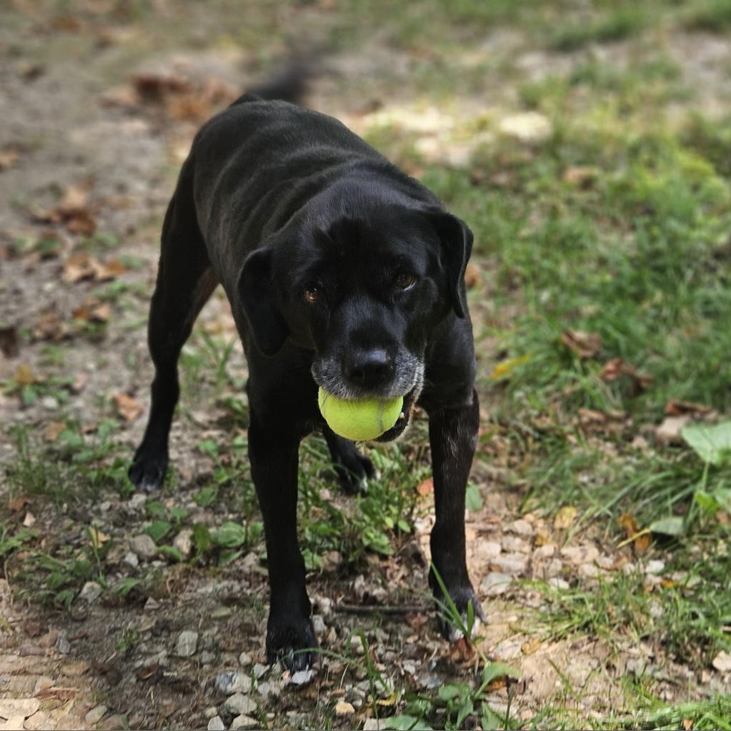 Enlarge Bailey, a Adoptable Black Labrador Retriever in Springfield, MO image 5/6