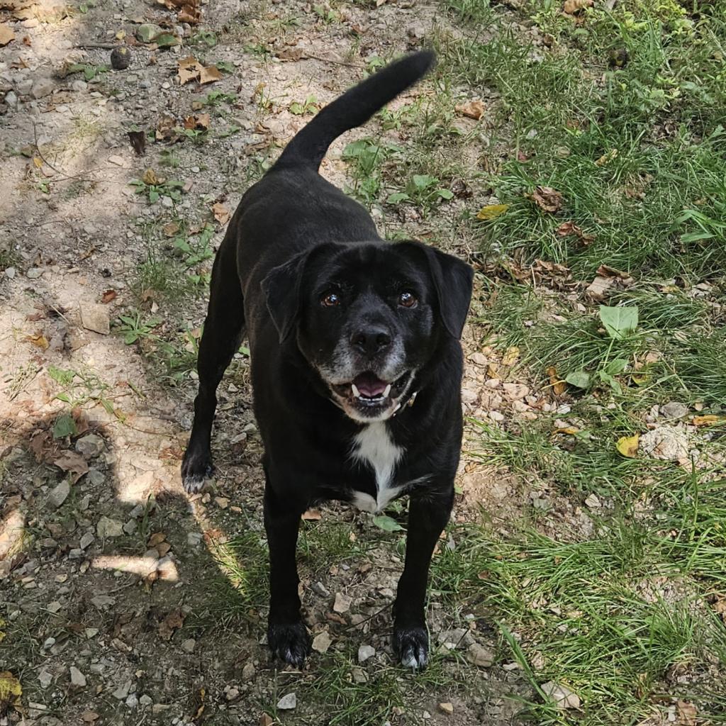 Enlarge Bailey, a Adoptable Black Labrador Retriever in Springfield, MO image 6/6