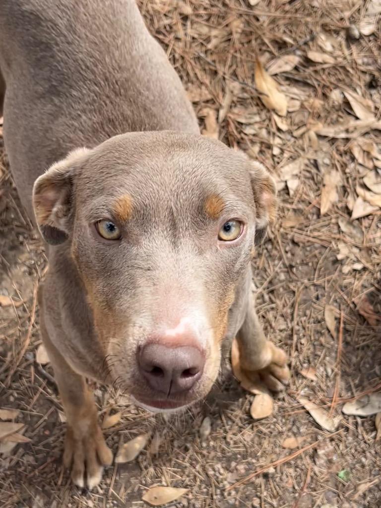 Enlarge Tisha, a Adoptable mixed breed in Little Rock, AR image 2/3