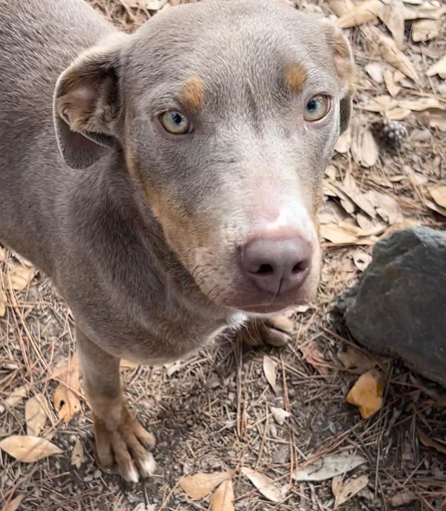 Enlarge Tisha, a Adoptable mixed breed in Little Rock, AR image 3/3