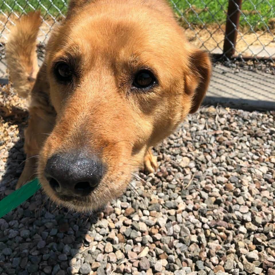 Enlarge Sadie, a Adoptable Labrador Retriever in Stilwell, OK image 1/1