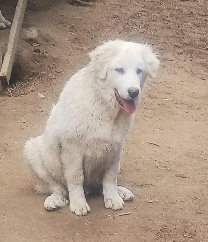 Casper, Adoptable, Young Male Great Pyrenees.