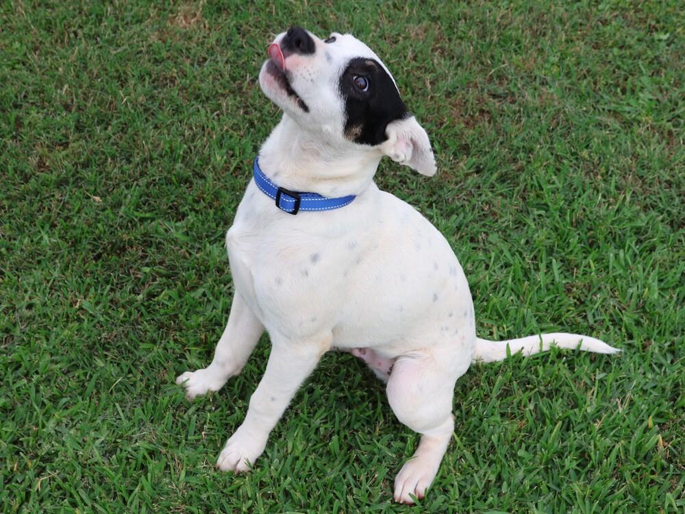 Enlarge Bandit, a Adoptable mixed breed in Hartwell, GA image 3/6
