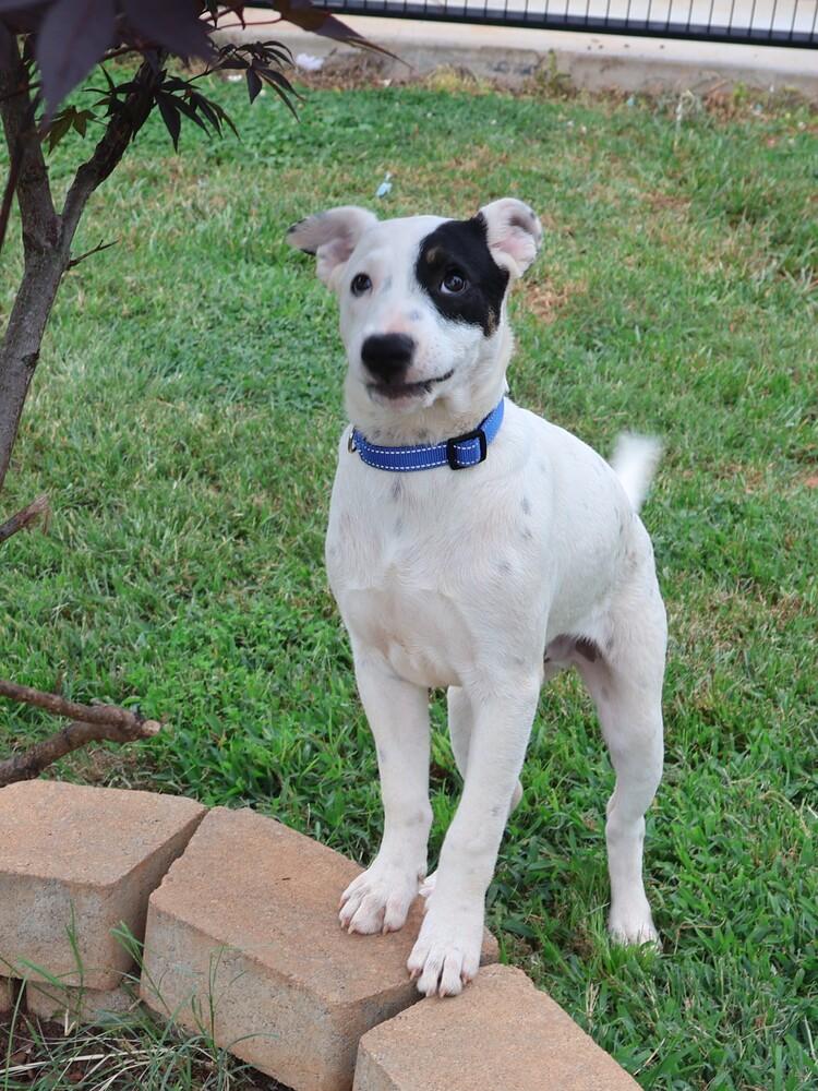 Enlarge Bandit, a Adoptable mixed breed in Hartwell, GA image 2/6