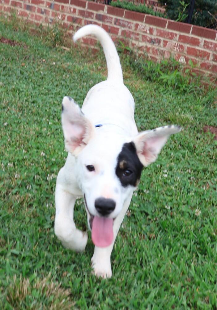 Enlarge Bandit, a Adoptable mixed breed in Hartwell, GA image 4/6