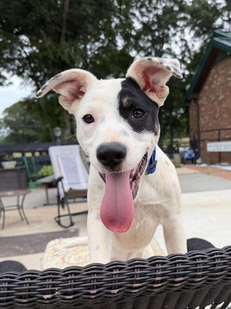 Bandit, Adoptable, Puppy Male Labrador Retriever & Boxer.