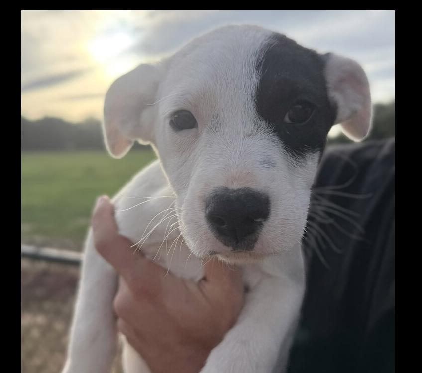 Enlarge Bandit, a Adoptable mixed breed in Hartwell, GA image 2/4