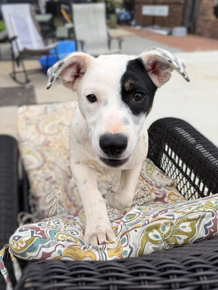 Enlarge Bandit, a Adoptable mixed breed in Hartwell, GA image 5/6