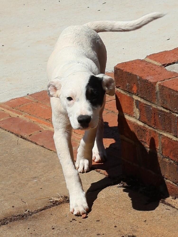 Enlarge Bandit, a Adoptable mixed breed in Hartwell, GA image 3/4