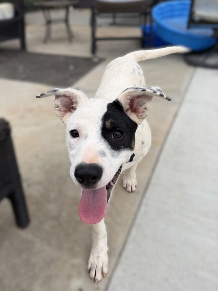 Enlarge Bandit, a Adoptable mixed breed in Hartwell, GA image 6/6