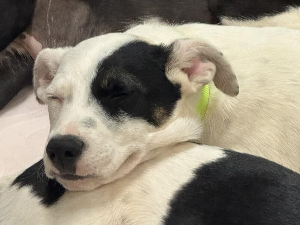 Enlarge Bandit, a Adoptable mixed breed in Hartwell, GA image 4/4