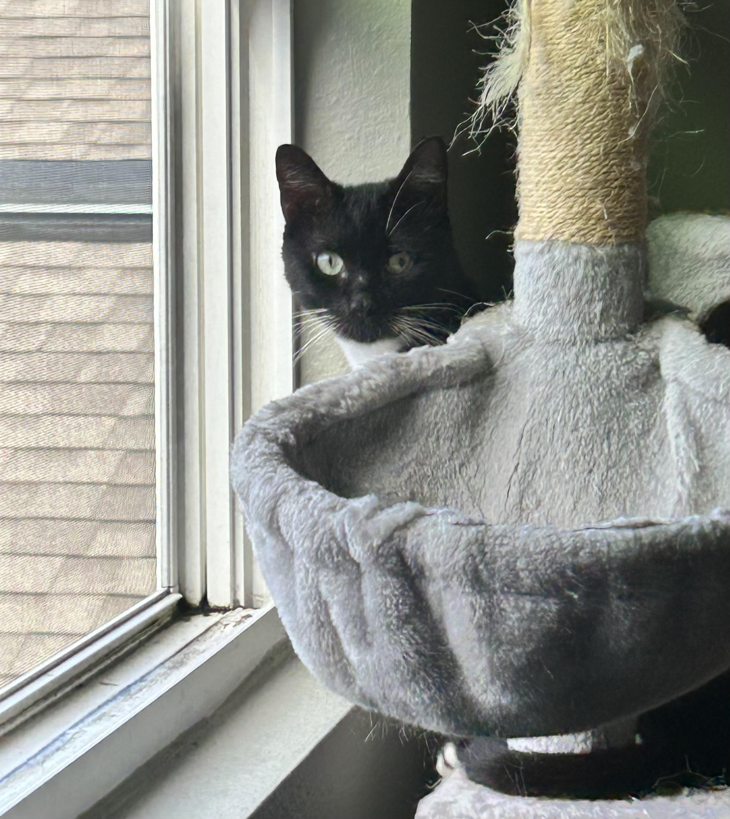 Echo