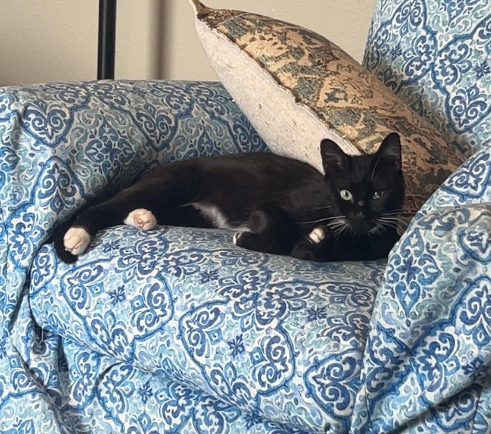 Echo