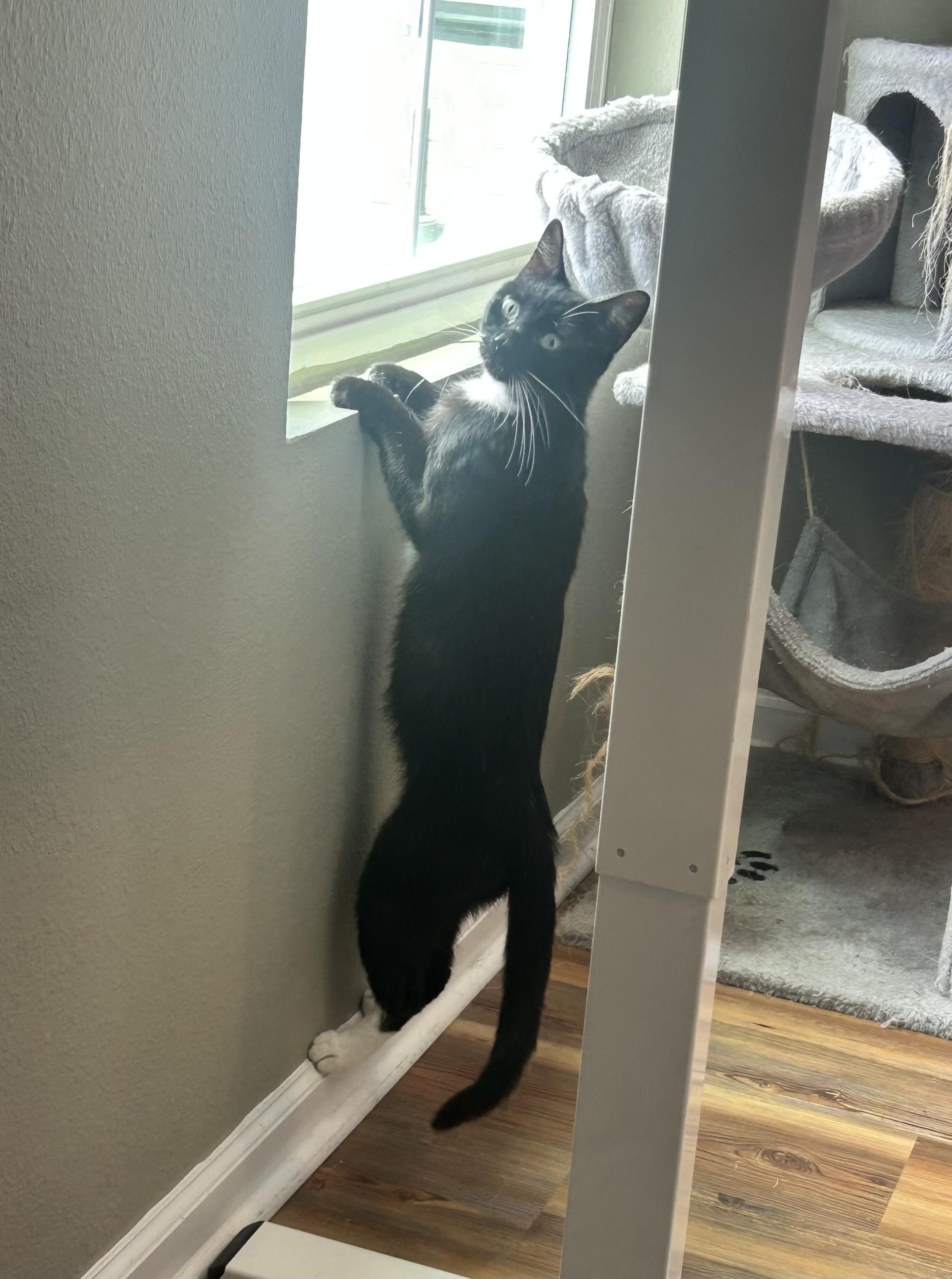 Echo
