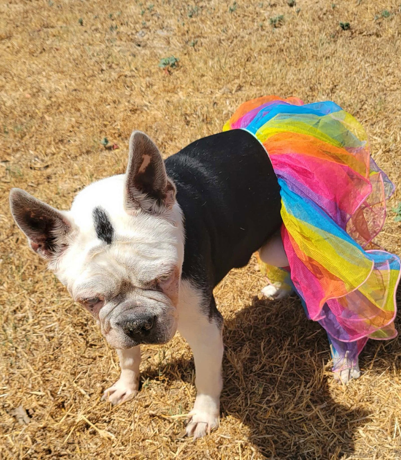Enlarge Dorothy, a Adoptable Boston Terrier in Gainesville, TX image 2/3